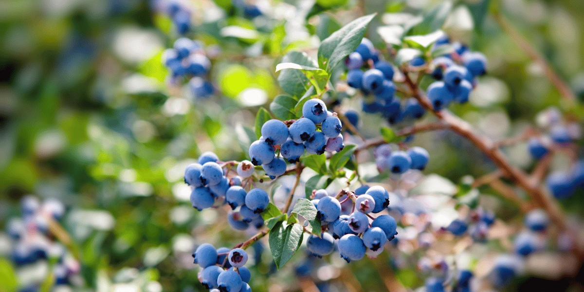 Blueberry farm at Yarok Caregiver House in Ukraine | Family of Christ International